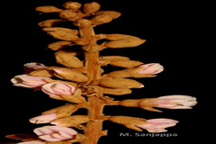 Spatholobus parviflorus